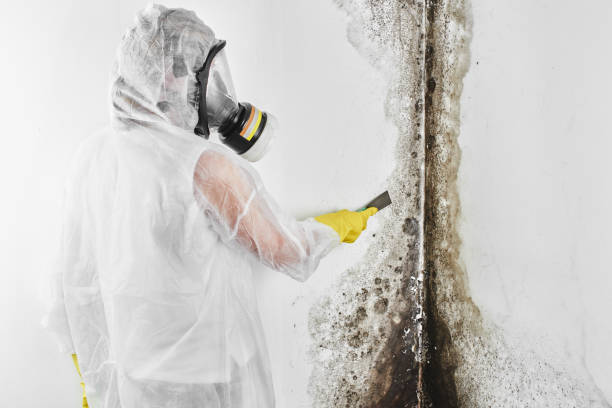 Best Toxic Mold Removal  in Joplin, MO