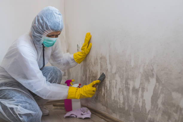 Office Mold Removal Services in Joplin, MO