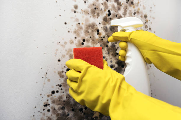 Best Black Mold Removal  in Joplin, MO
