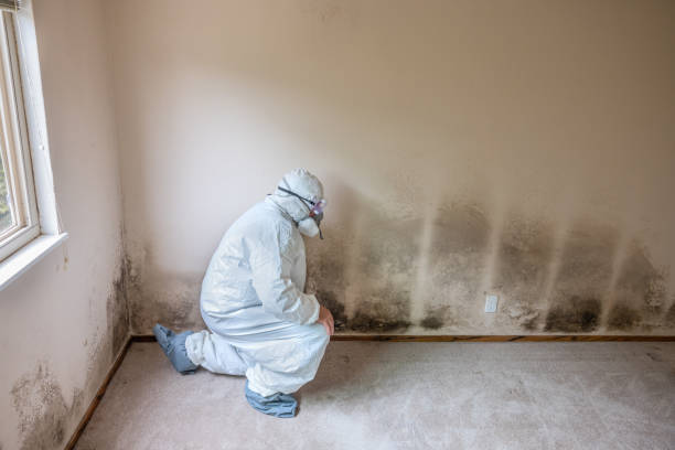 Best Attic Mold Removal  in Joplin, MO